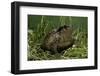 Bufo Bufo (European Toad, Common Toad)-Paul Starosta-Framed Photographic Print