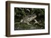 Bufo Bufo (European Toad, Common Toad)-Paul Starosta-Framed Photographic Print