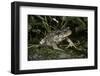 Bufo Bufo (European Toad, Common Toad)-Paul Starosta-Framed Photographic Print