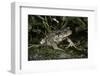 Bufo Bufo (European Toad, Common Toad)-Paul Starosta-Framed Photographic Print