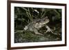 Bufo Bufo (European Toad, Common Toad)-Paul Starosta-Framed Photographic Print