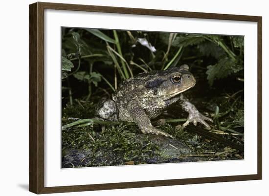 Bufo Bufo (European Toad, Common Toad)-Paul Starosta-Framed Photographic Print