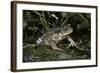 Bufo Bufo (European Toad, Common Toad)-Paul Starosta-Framed Photographic Print