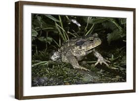 Bufo Bufo (European Toad, Common Toad)-Paul Starosta-Framed Photographic Print