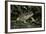 Bufo Bufo (European Toad, Common Toad)-Paul Starosta-Framed Photographic Print