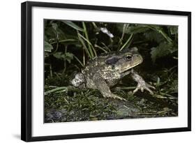 Bufo Bufo (European Toad, Common Toad)-Paul Starosta-Framed Photographic Print