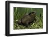 Bufo Bufo (European Toad, Common Toad)-Paul Starosta-Framed Photographic Print