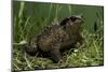 Bufo Bufo (European Toad, Common Toad)-Paul Starosta-Mounted Photographic Print