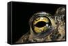 Bufo Calamita (Natterjack Toad) - Eye-Paul Starosta-Framed Stretched Canvas