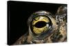 Bufo Calamita (Natterjack Toad) - Eye-Paul Starosta-Stretched Canvas