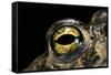 Bufo Calamita (Natterjack Toad) - Eye-Paul Starosta-Framed Stretched Canvas