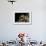 Bufo Calamita (Natterjack Toad) - Eye-Paul Starosta-Framed Photographic Print displayed on a wall