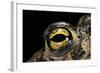 Bufo Calamita (Natterjack Toad) - Eye-Paul Starosta-Framed Photographic Print