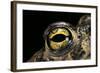 Bufo Calamita (Natterjack Toad) - Eye-Paul Starosta-Framed Photographic Print