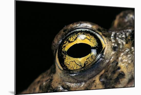 Bufo Calamita (Natterjack Toad) - Eye-Paul Starosta-Mounted Photographic Print