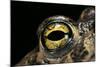 Bufo Calamita (Natterjack Toad) - Eye-Paul Starosta-Mounted Photographic Print
