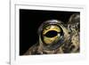Bufo Calamita (Natterjack Toad) - Eye-Paul Starosta-Framed Photographic Print