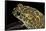Bufo Mauritanicus (Berber Toad)-Paul Starosta-Framed Stretched Canvas