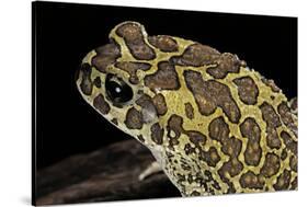 Bufo Mauritanicus (Berber Toad)-Paul Starosta-Stretched Canvas