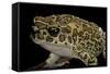 Bufo Mauritanicus (Berber Toad)-Paul Starosta-Framed Stretched Canvas