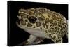 Bufo Mauritanicus (Berber Toad)-Paul Starosta-Stretched Canvas