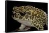 Bufo Mauritanicus (Berber Toad)-Paul Starosta-Framed Stretched Canvas