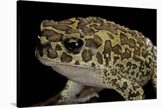 Bufo Mauritanicus (Berber Toad)-Paul Starosta-Stretched Canvas