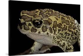 Bufo Mauritanicus (Berber Toad)-Paul Starosta-Stretched Canvas