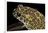 Bufo Mauritanicus (Berber Toad)-Paul Starosta-Framed Photographic Print