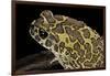 Bufo Mauritanicus (Berber Toad)-Paul Starosta-Framed Photographic Print