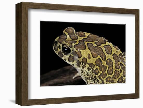 Bufo Mauritanicus (Berber Toad)-Paul Starosta-Framed Photographic Print