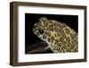 Bufo Mauritanicus (Berber Toad)-Paul Starosta-Framed Photographic Print