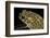 Bufo Mauritanicus (Berber Toad)-Paul Starosta-Framed Photographic Print