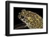 Bufo Mauritanicus (Berber Toad)-Paul Starosta-Framed Photographic Print