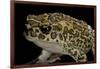 Bufo Mauritanicus (Berber Toad)-Paul Starosta-Framed Photographic Print