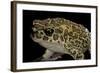 Bufo Mauritanicus (Berber Toad)-Paul Starosta-Framed Photographic Print