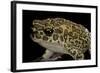 Bufo Mauritanicus (Berber Toad)-Paul Starosta-Framed Photographic Print