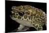 Bufo Mauritanicus (Berber Toad)-Paul Starosta-Mounted Photographic Print