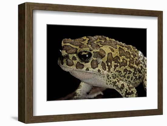 Bufo Mauritanicus (Berber Toad)-Paul Starosta-Framed Photographic Print