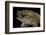 Bufo Mauritanicus (Berber Toad)-Paul Starosta-Framed Photographic Print