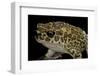 Bufo Mauritanicus (Berber Toad)-Paul Starosta-Framed Photographic Print