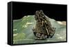 Bufo Sp.-Paul Starosta-Framed Stretched Canvas