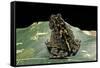 Bufo Sp.-Paul Starosta-Framed Stretched Canvas