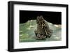 Bufo Sp.-Paul Starosta-Framed Photographic Print