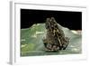 Bufo Sp.-Paul Starosta-Framed Photographic Print