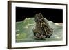 Bufo Sp.-Paul Starosta-Framed Photographic Print