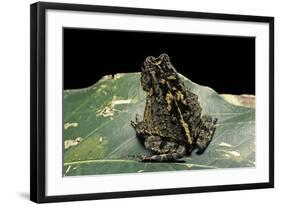 Bufo Sp.-Paul Starosta-Framed Photographic Print