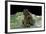 Bufo Sp.-Paul Starosta-Framed Photographic Print