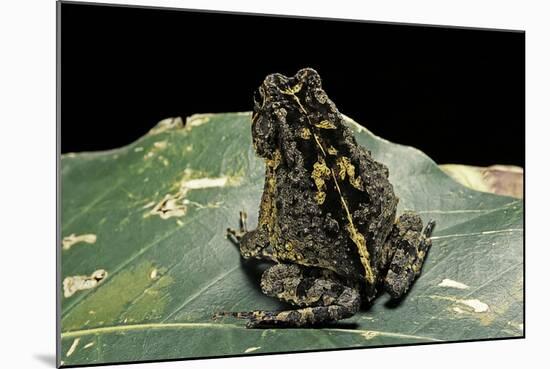 Bufo Sp.-Paul Starosta-Mounted Photographic Print