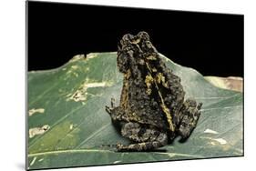 Bufo Sp.-Paul Starosta-Mounted Photographic Print